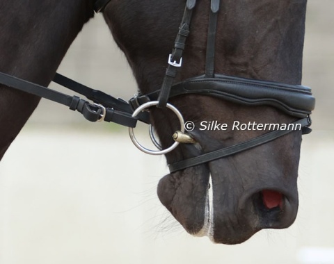 Loose noseband, real lipstick foam: A Grade 1 horse.