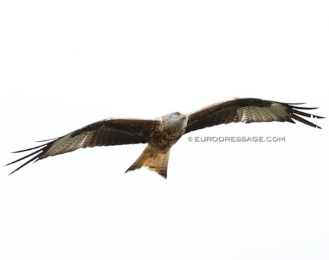Hawk's eye view