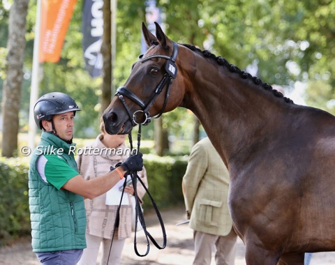 Another "Plus" horse, this time Figo Plus (by Fürst Romancier x Blue Hors Romancier) for Portugal 
