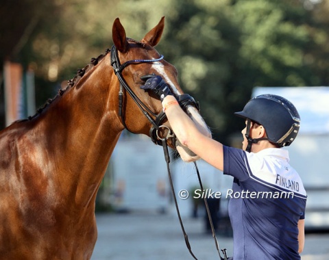 Last minute preparations for Jonna Aaltonen’s SWB gelding Laxton for U (by Bocelli x Zuidenwind)
