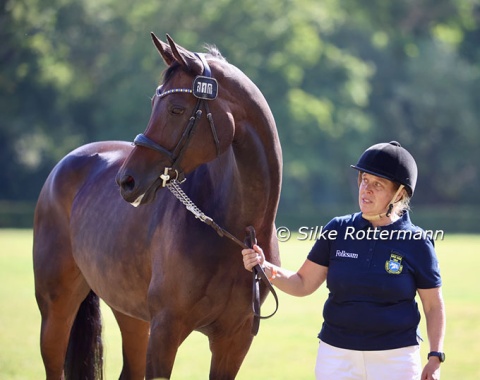 Swedish newbie Pam Svane’s stunning mare Raja (by Rock Forever II-Reva) watching her stablemates passing the vet-check