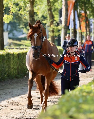 Rixt van der Horst’s stunning stallion  Fonq 