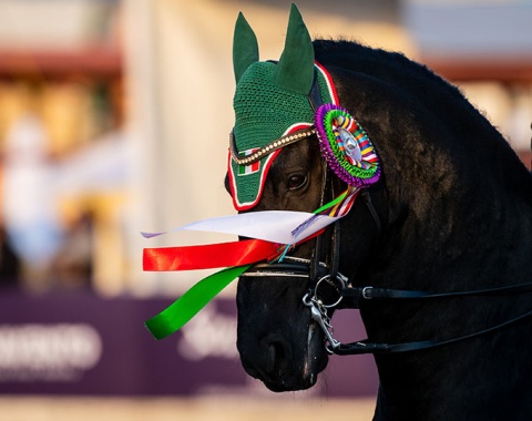 Mexican themed ribbons for the occasion