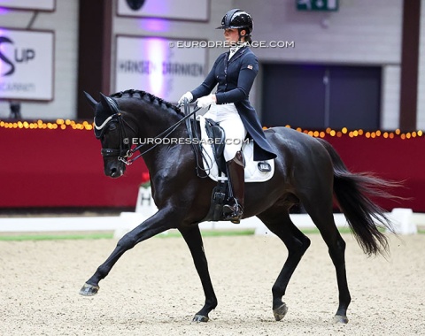Spanish based Georgian rider Mariam Gurtskaya on the Trakehner breeding stallion Kwahu (by Millennium x Munchhausen)