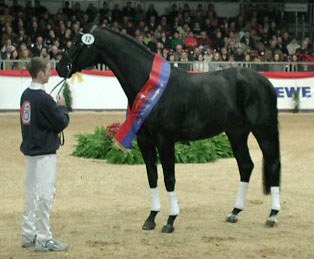 Davidoff E (aka Don Davidoff), Champion of the 2000 Oldenburg Stallion Licensing :: Photo © Sherry White