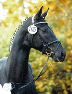 Don Crusador (by Don Bosco x Lauries Crusador xx)