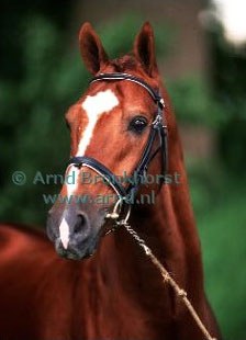 Cabochon in 2000 :: Photo © Arnd Bronkhorst