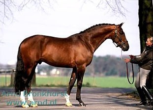 Marlies van Baalen and Idocus :: Photo © Arnd Bronkhorst