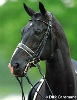 Ferro (by Ulft x Farn x Perfekt) :: Photo © Dirk Caremans