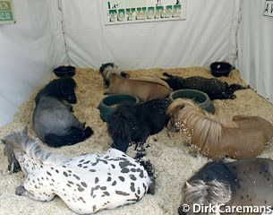 Sleeping ponies :: Photo © Dirk Caremans