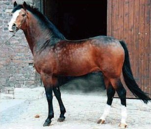 Durello