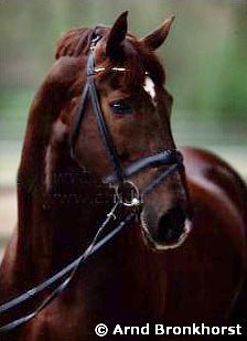 Jonggor's Weyden :: Photo © Arnd Bronkhorst