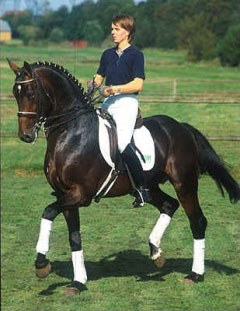 Susan Draper on Regazzoni