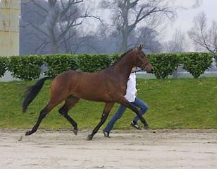 Sir Sinclair, top seller at the 2002 KWPN Select Sale :: Photo © Dirk Caremans