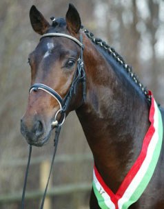 Rosencharmeur, Champion of the 2002 Westfalian Stallion Licensing
