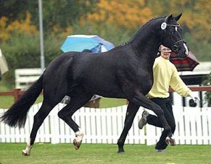 His Highness at the 2002 Hanoverian Stallion Licensing