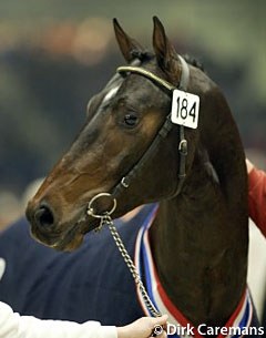Tornado (by Flemmingh x Ramiro) :: Photo © Dirk Caremans