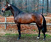 Dancing Dynamite, Champion of the 2003 Westfalian Stallion Licensing