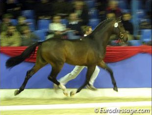 Young stallion at the 2003 Oldenburg Licensing :: Photo © Astrid Appels