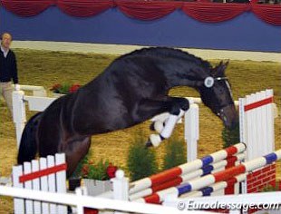 Free jumping at the 2003 Oldenburg Stallion Licensing :: Photo © Astrid Appels