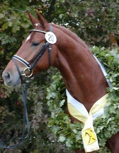 Liberty Gold (by Londonderry x Weltmeyer), 2003 Hanoverian Licensing Champion