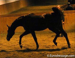 Johannes Westendarp showing a yearling by Wolkentanz II