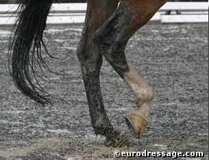 The Lion King B paddling in the mud