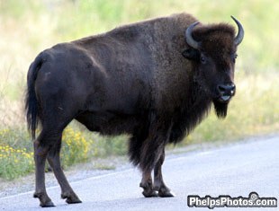 Buffalo