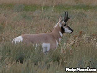 Antelope