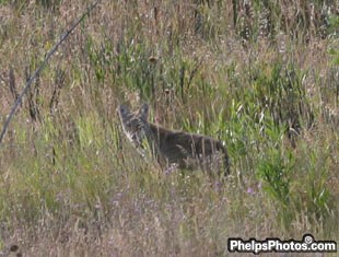 Is this a cat or a wolf?