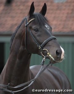 Stedinger :: Photo © Astrid Appels