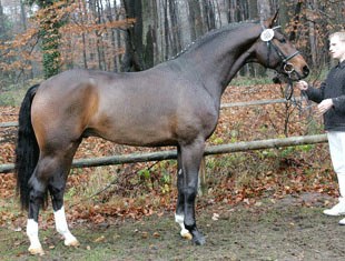 Fidertanz, Champion of the 2004 Westfalian Stallion Licensing