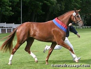 Love Story V, the 2004 Oldenburg Elite Mare Champion