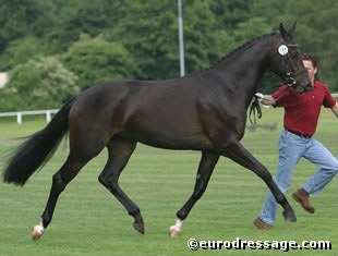 Wertvolle (by Sandro Hit x Weltmeyer), reserve champion at the 2004 Rastede Oldenburg Mare Show