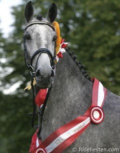 Donna Silver, Danish Mare of the Year 2004 :: Photo © Ridehesten.com