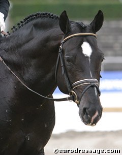 Holsteiner stallion Amidou :: Photo © Astrid Appels