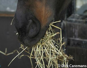 Horse eating hay