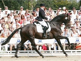 Samarant at the 2005 Bundeschampionate