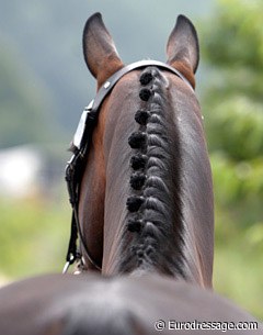 A nicely braided horse at the vet inspection