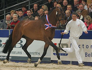 Verdi (aka Johnson), 2005 KWPN Licensing Champion :: Photo © Dirk Caremans