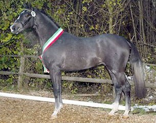 Cornado, Champion of the 2005 Westfalian Stallion Licensing