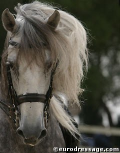 Hair Everywhere