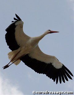 Storks were nesting at the show ground