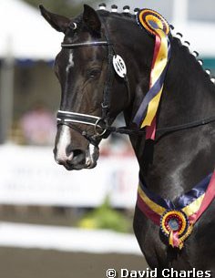 Champion of the Shearwater Supreme Circuit was Josephine Eley on Nibeley Union Jack. The ribbons look smashing on him.
