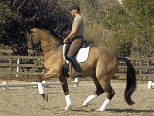 Steffen Peters on Lombardi
