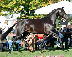 Hotline (by Hofrat x De Niro) at the 2005 Hanoverian Stallion Licensing