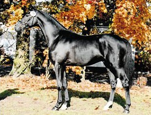 Prime Time (by Prince Thatch xx x Wenzel I) :: Photo © Hjordis Kamph