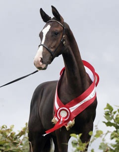 2005 Danish Foal Champion Noble Art