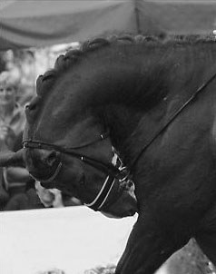Horse in the rollkur