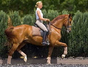 Kebie van der Heijden on Werthino